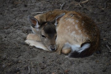 Fallow deer fawn
