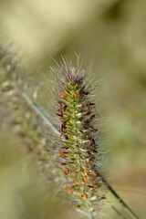 Fountain Grass Hameln