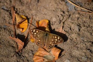 Speckled wood with Autum leaves