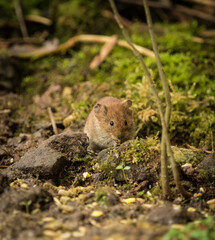 A cute bank vole looking for food in spring, copyspace