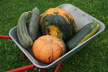 a harvest of squash and pumpkins on a cart