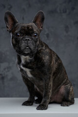 Fototapeta na wymiar Lovable black french bulldog posing against dark background