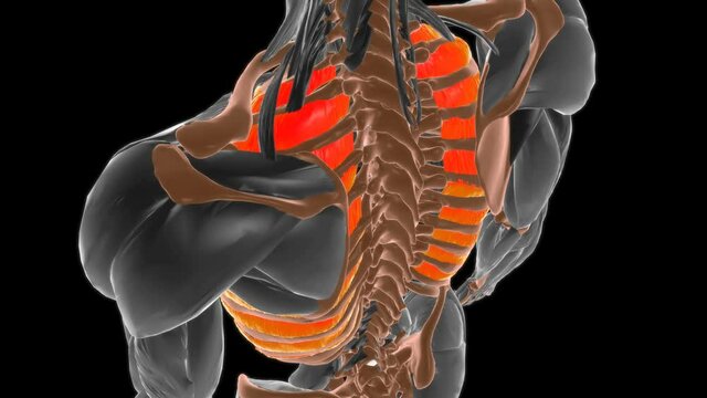 External intercostal muscle Anatomy For Medical Concept 3D