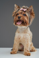 Cute yorkshire terrier puppy with beige fur isolated on gray