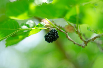 The fruit of black mulberry - mulberry tree.