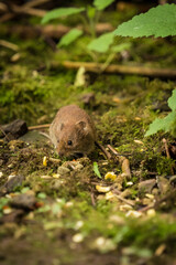 A cute bank vole looking for food in spring, copyspace