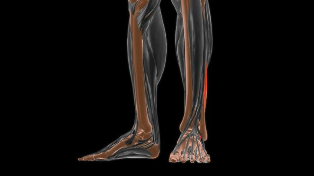 Fibularis brevis Muscle Anatomy For Medical Concept 3D