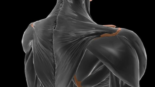 Clavicular part of deltoid Anatomy For Medical Concept 3D