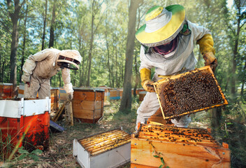 Beekeepers inspect the hives in the forest apiary.
