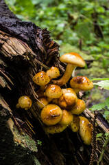 False honeysuckle yellow mushroom on a log after rain.