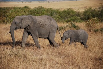 Fototapeta premium Madre hijo/a elefante