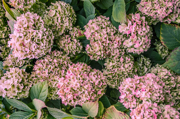 Floral background with pink autumn hydrangeas.