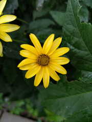 Yellow bright multi-petaled flower on a green background