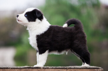 Yakut Laika puppy, portrait outdoors