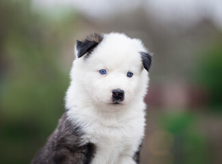 Obraz premium Yakut Laika puppy, portrait outdoors