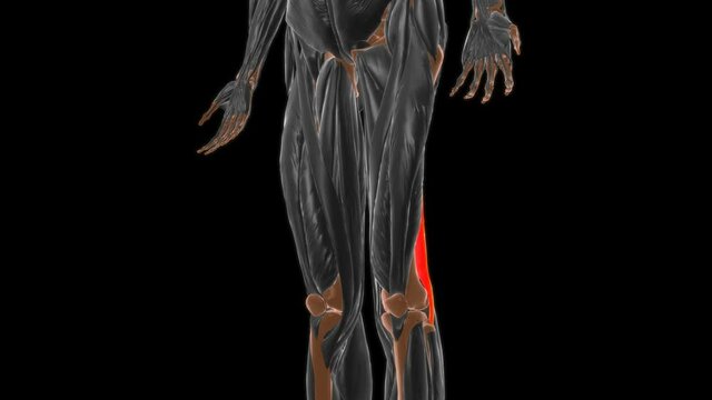 Biceps femoris Muscle Anatomy For Medical Concept 3D