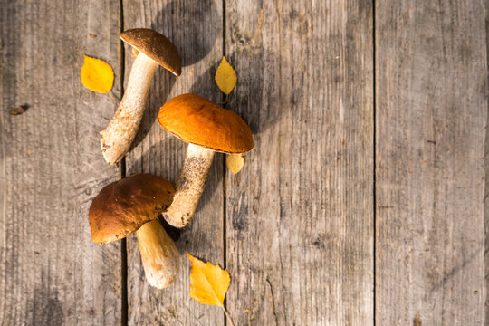 Fresh boletus edulis mushrooms with spurce bunch and cones on rustic woden table.