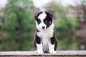 Yakut Laika puppy, portrait outdoors