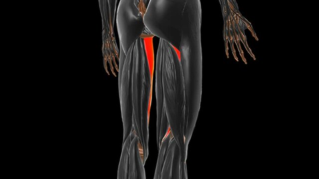 Adductor magnu Muscle Anatomy For Medical Concept 3D