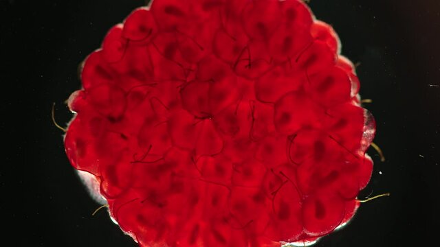 one raspberry is crushed and becomes flat