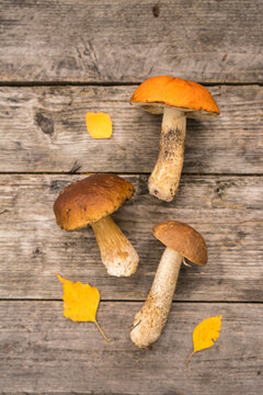 Fresh boletus edulis mushrooms with spurce bunch and cones on rustic woden table.