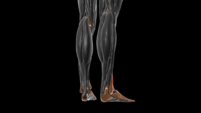 Extensor hallucis longus Muscle Anatomy For Medical Concept 3D
