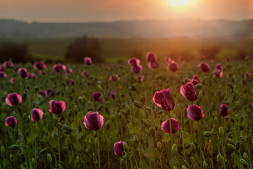 Fototapeta na wymiar tulip field in the morning