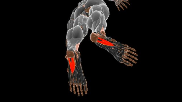 Flexor accessorius Muscle Anatomy For Medical Concept 3D