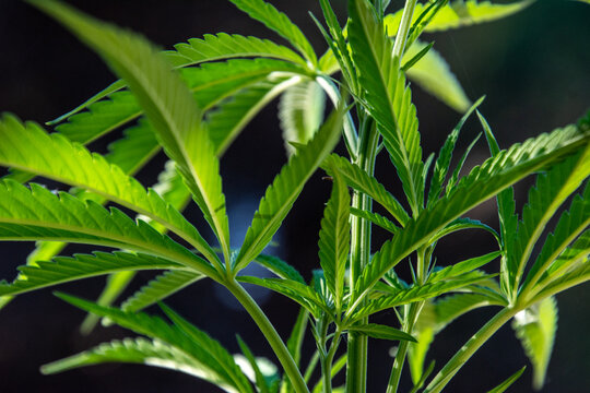 Close-Up of Autoflowering Cannabis Leaves