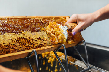 Beekeeper cuts off the wax from the honeycomb frame. Production of fresh honey.