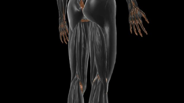 Adductor longus Muscle Anatomy For Medical Concept 3D