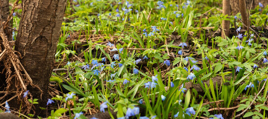 Glade with early spring flowers. Blue scilla on a sunny day