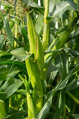 Ripe ears of corn on the stalks in the garden. Farming harvest season