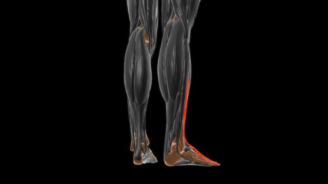Extensor digitorum longus Muscle Anatomy For Medical Concept 3D