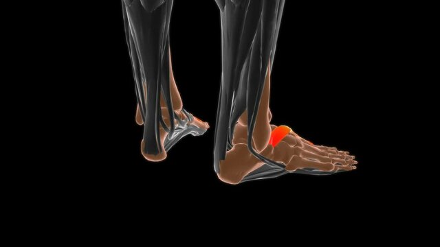 Extensor hallucis brevis Muscle Anatomy For Medical Concept 3D