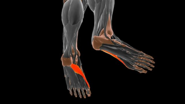 Abductor hallucis Muscle Anatomy For Medical Concept 3D