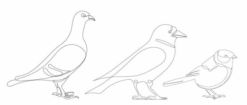 one continuous line drawing,  birds