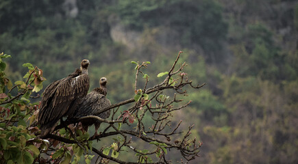 vultures at the peak