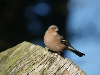 male chaffinch (Fringilla coelebs) perched on tree stump