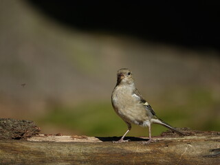 female chaffinch (Fringilla coelebs)