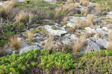 wild vegetation at admirals arch at kangaroo island (australia)