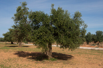 Olivo en olivar mediterraneo con aceitunas madurando en septiembre