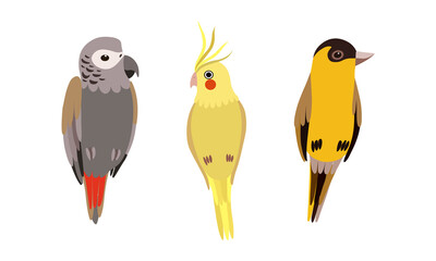 Perching Birds as Winged Feathered Creature with Bright Plumage Vector Set