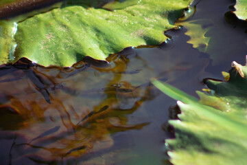 leaf on the water