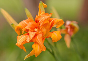 orange lily in the garden