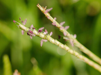 close up of a branch of a tree