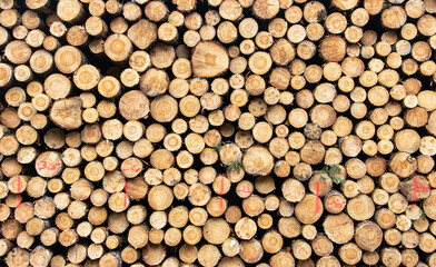 A stacked wooden logs. Pile of wood logs storage.