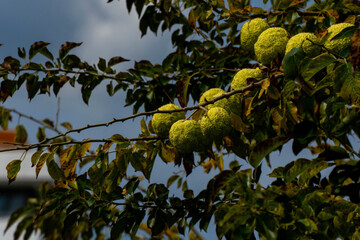 tree with fruits and berries