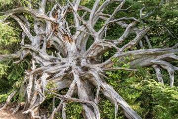 dried roots of unrooted tree make a piece of art, Black Forest, Germany