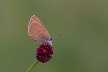 brown little butterfly on host plant, Phengaris nausithous